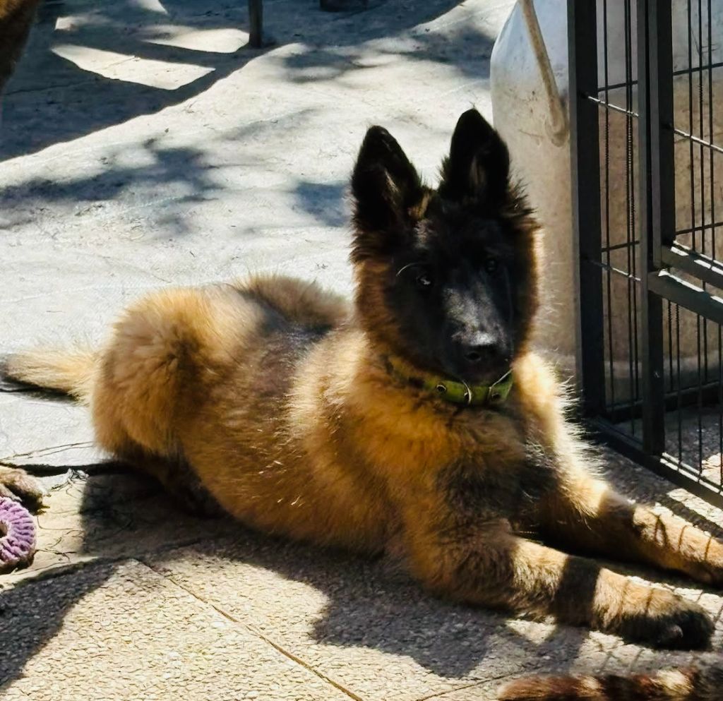 maski du van lappeenranta Archibald