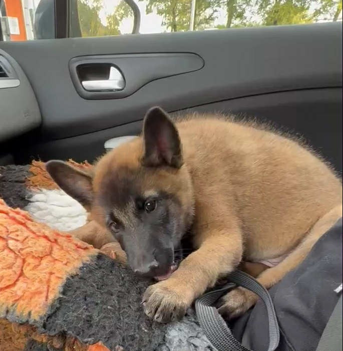 maski du van lappeenranta  AMADEUS