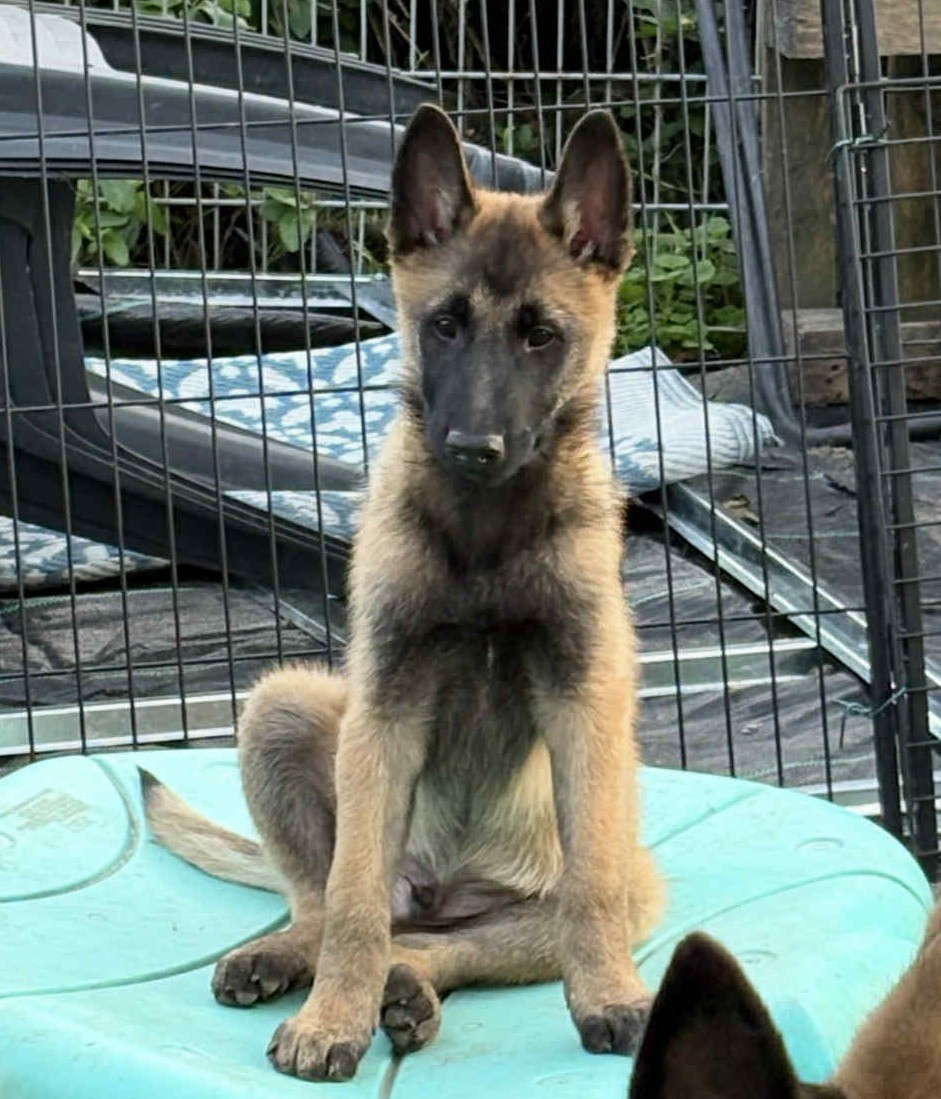 maski du van lappeenranta AMADEUS