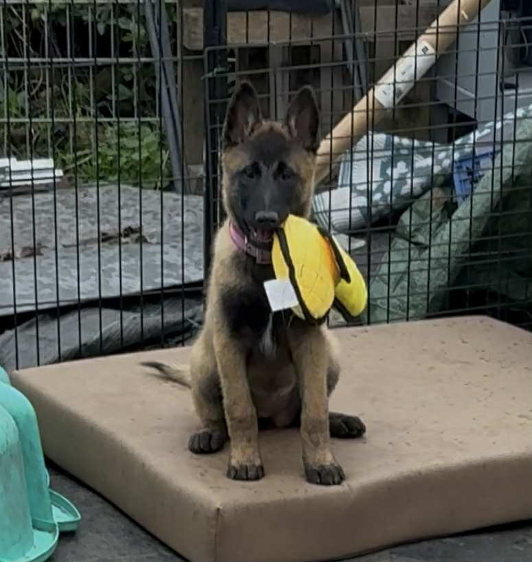 maski du van lappeenranta Aurora