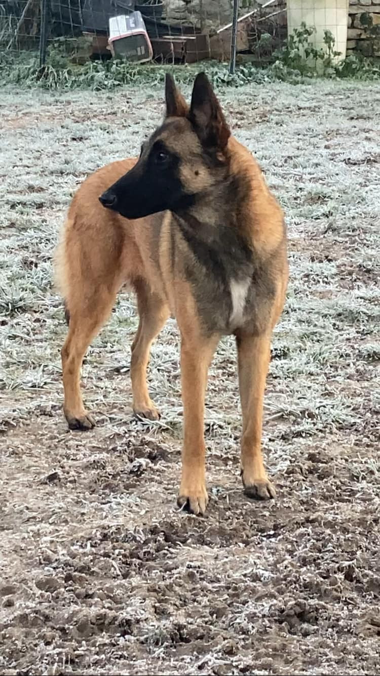 maski du van lappeenranta - Prochaine Portée de Bergers Belges Malinois