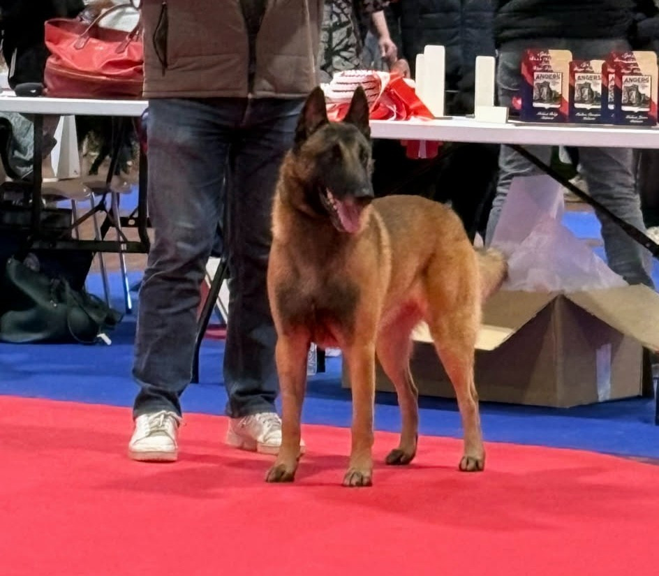 Exposition Internationale d'Angers 2026 - Spéciale de Race