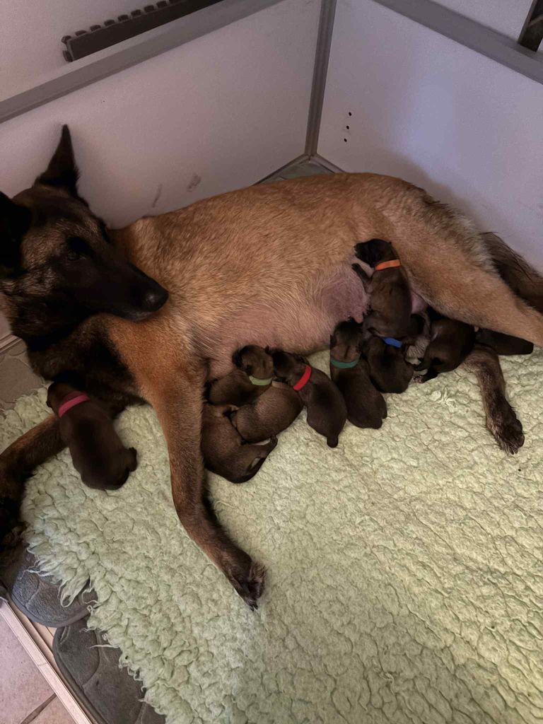 Portée Berger Belge Malinois LOF - haute Qualité