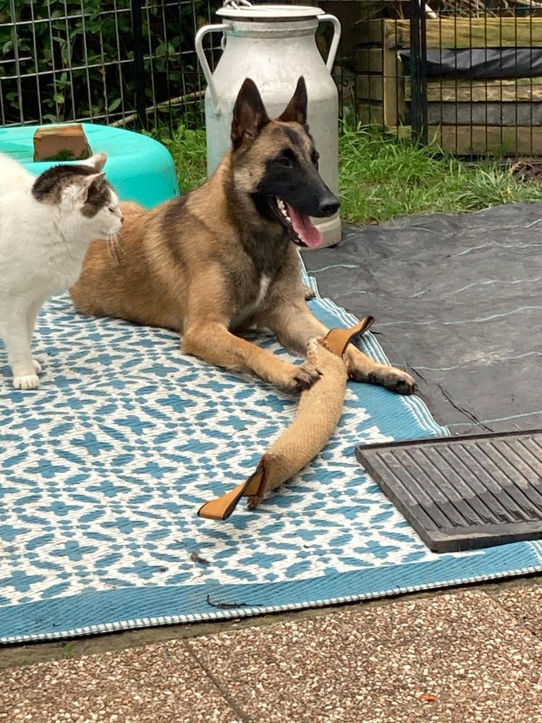 Portée Berger Belge Malinois 2025 Sélection LOF Haute Qualité