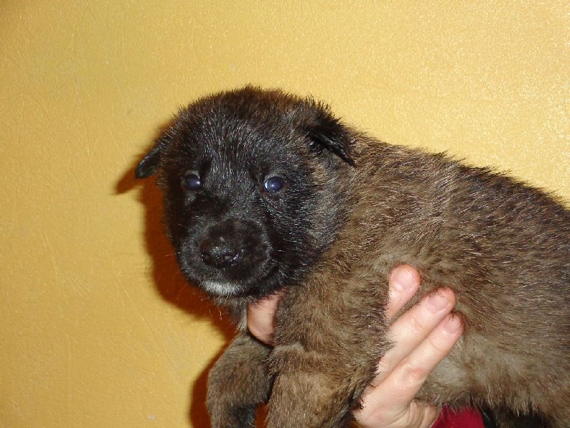 maski du van lappeenranta - Berger Belge - Portée née le 29/12/2014