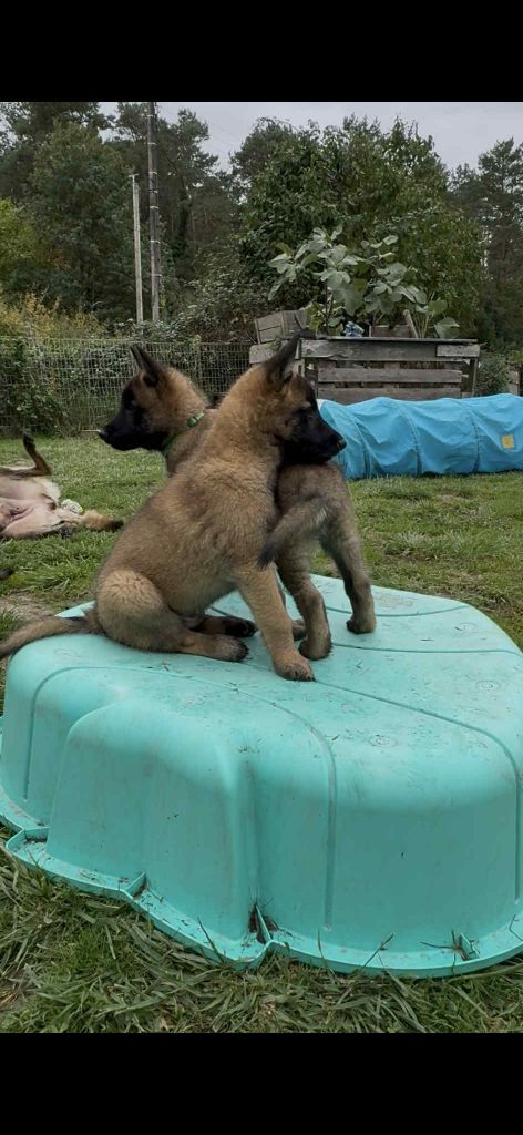 Chiot Berger Belge maski du van lappeenranta