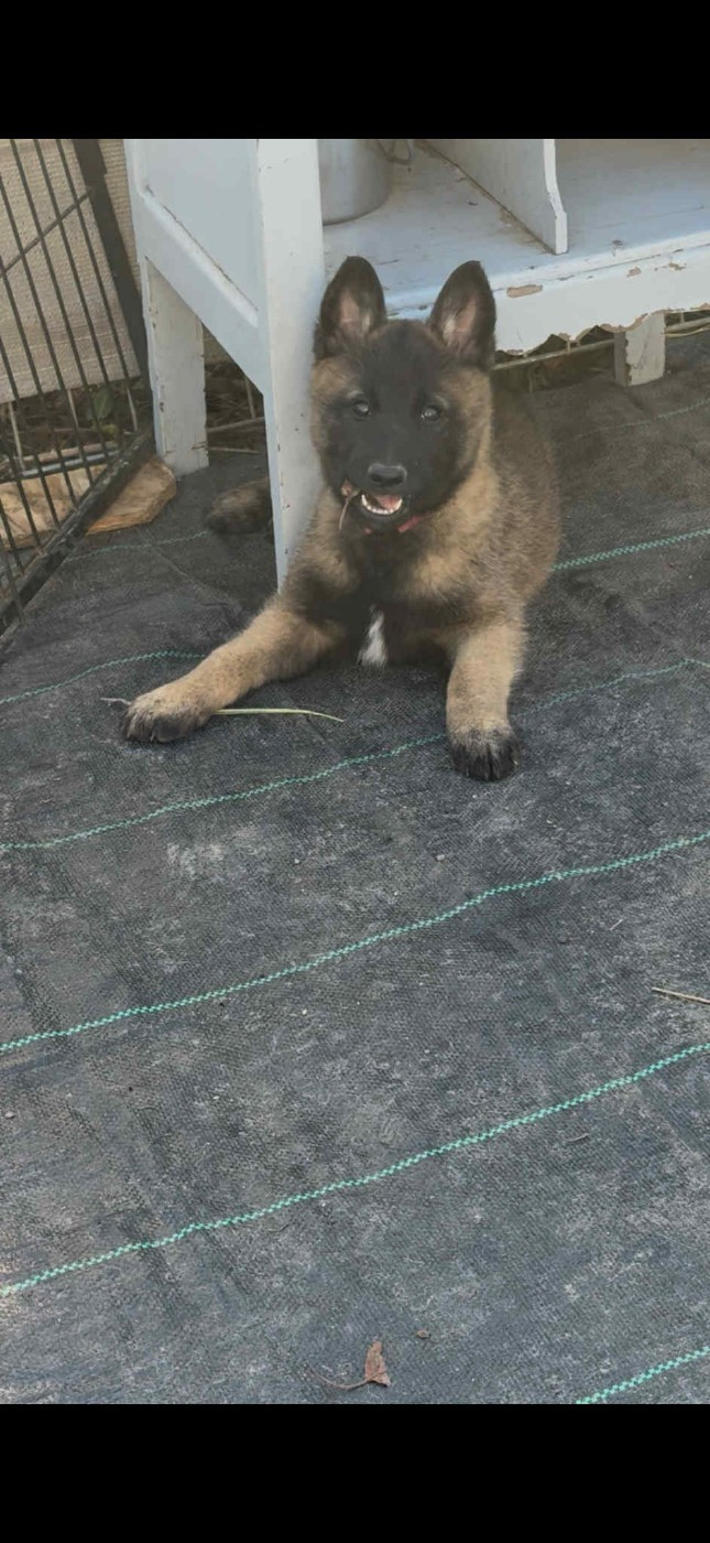 maski du van lappeenranta - Chiots disponibles - Berger Belge