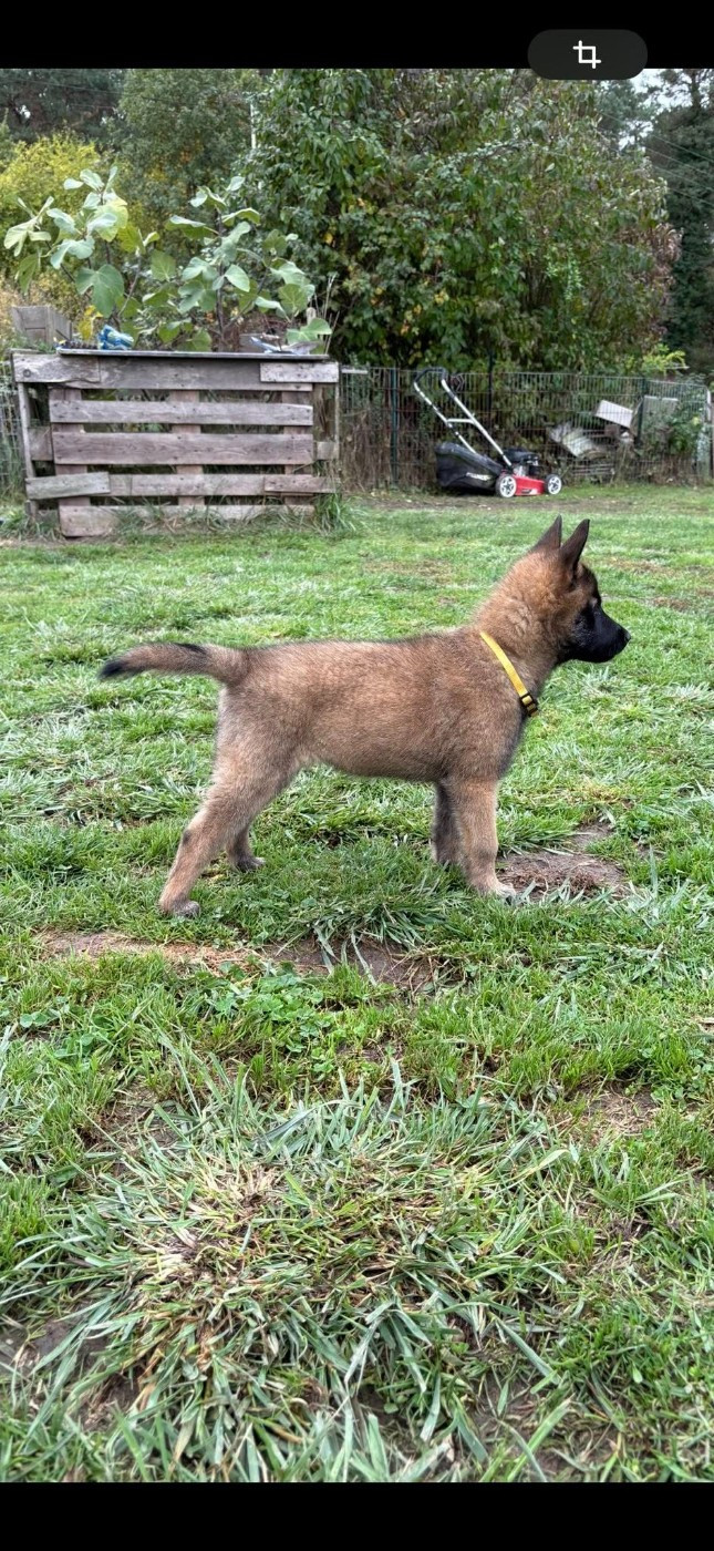 maski du van lappeenranta - Chiots disponibles - Berger Belge