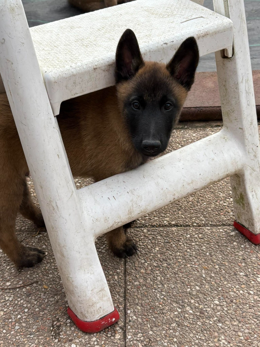 maski du van lappeenranta - Chiots disponibles - Berger Belge