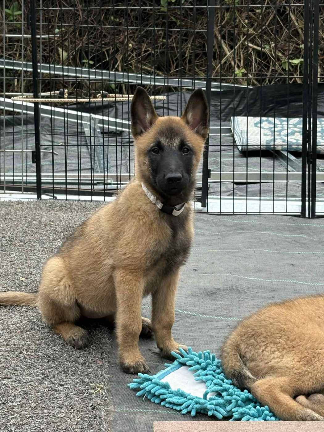 maski du van lappeenranta - Chiots disponibles - Berger Belge