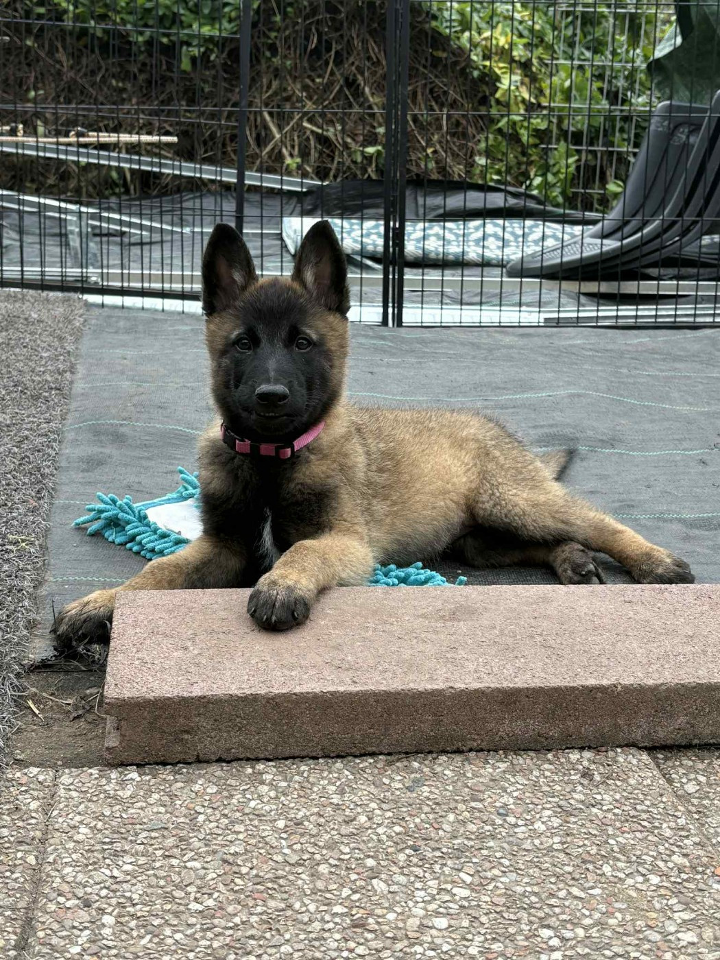 maski du van lappeenranta - Chiots disponibles - Berger Belge