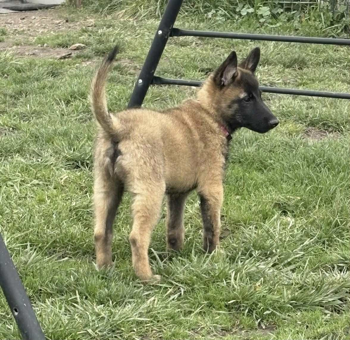 maski du van lappeenranta - Chiots disponibles - Berger Belge