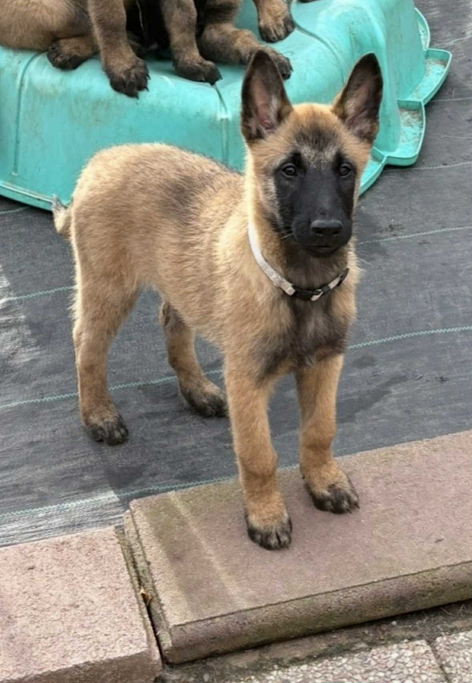 maski du van lappeenranta - Chiots disponibles - Berger Belge