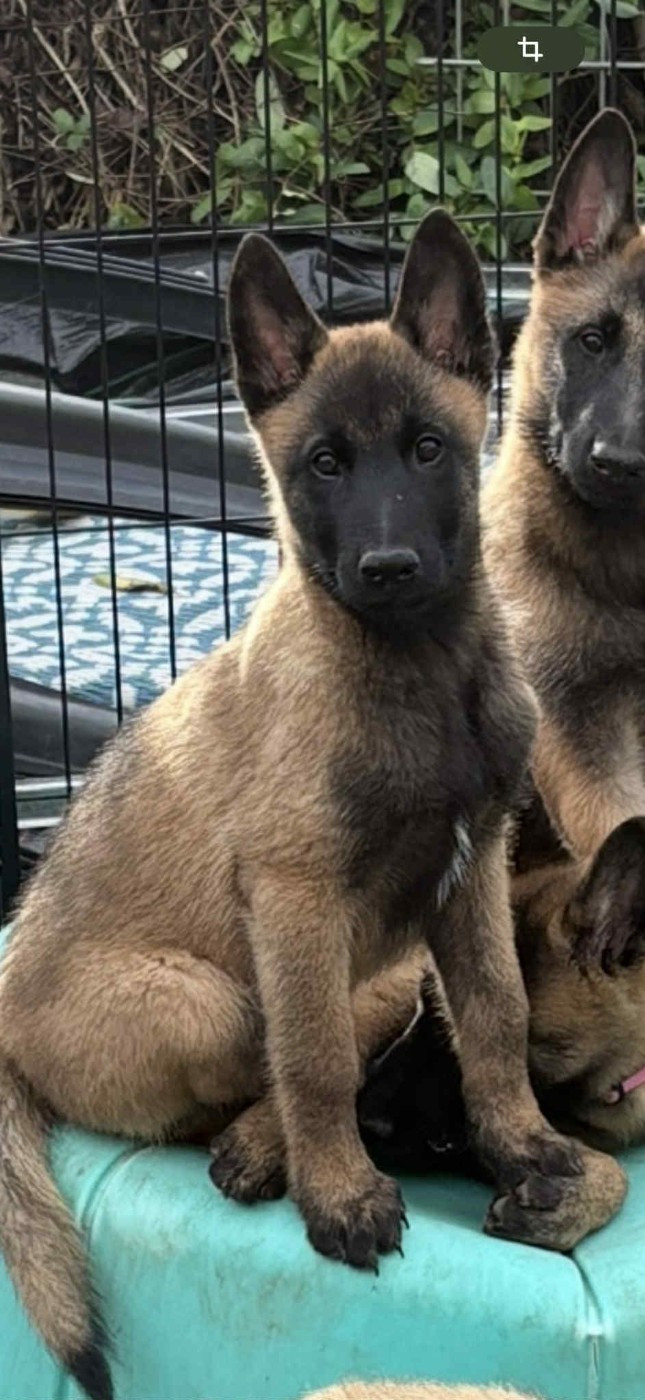 maski du van lappeenranta - Chiots disponibles - Berger Belge