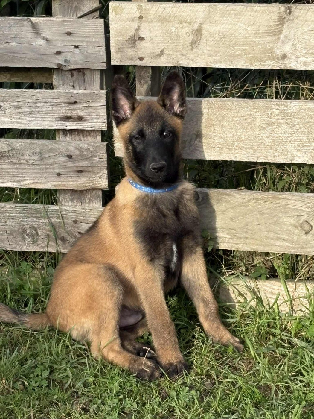 maski du van lappeenranta - Chiots disponibles - Berger Belge