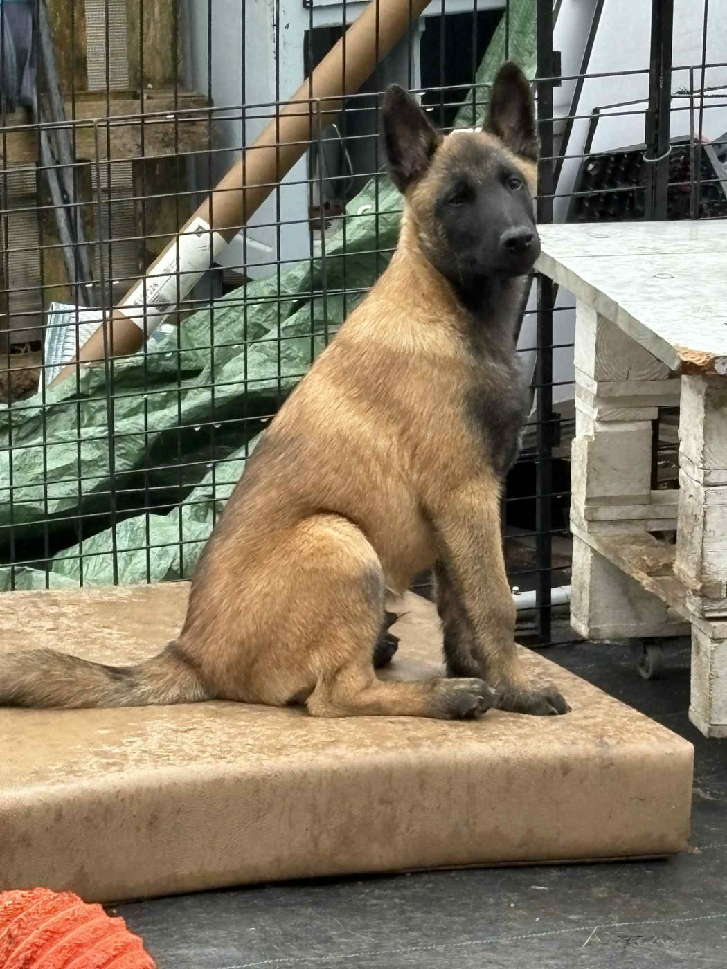 maski du van lappeenranta - Chiots disponibles - Berger Belge