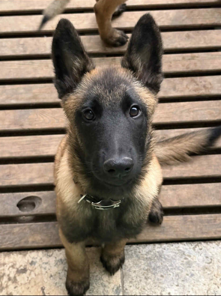 maski du van lappeenranta - Chiots disponibles - Berger Belge