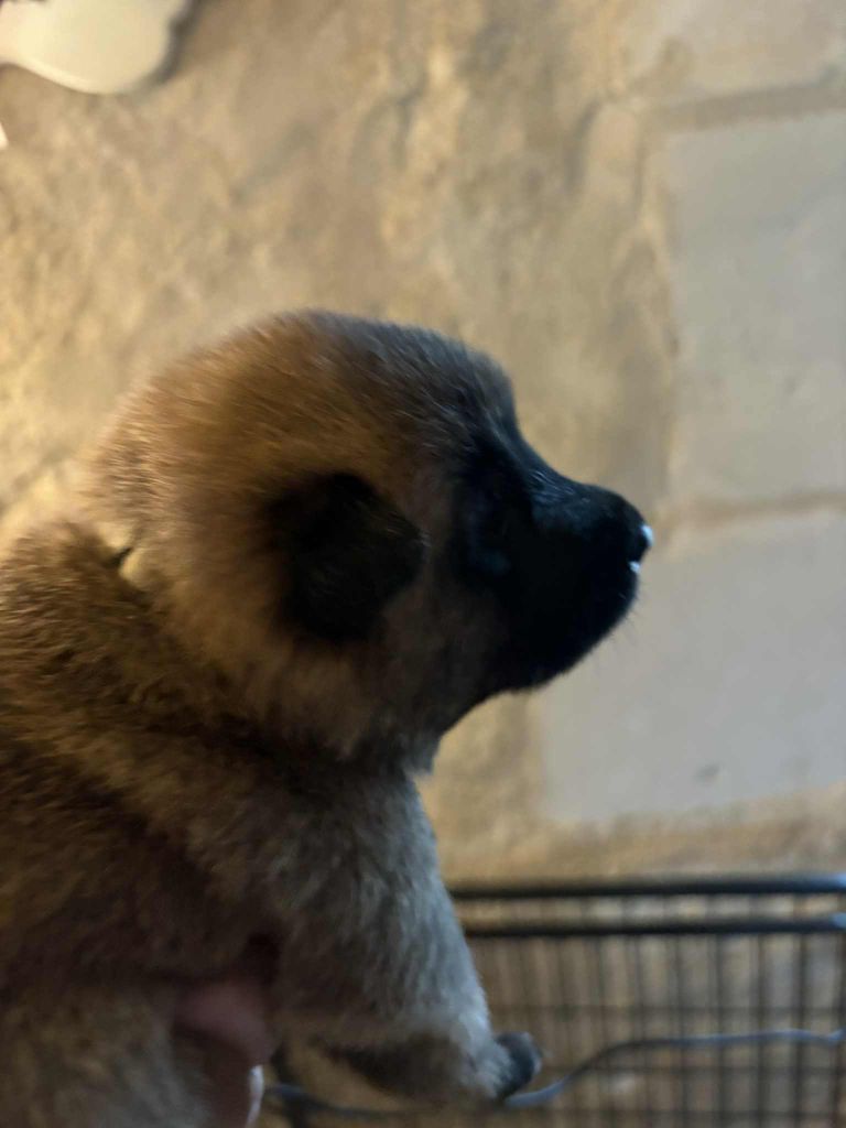 CHIOT 9