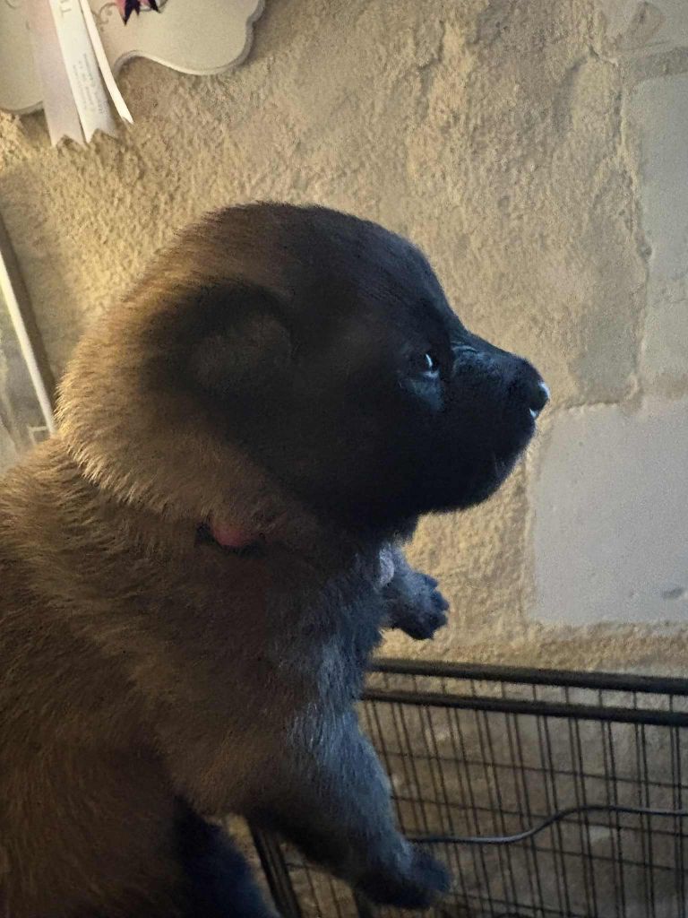 CHIOT 10