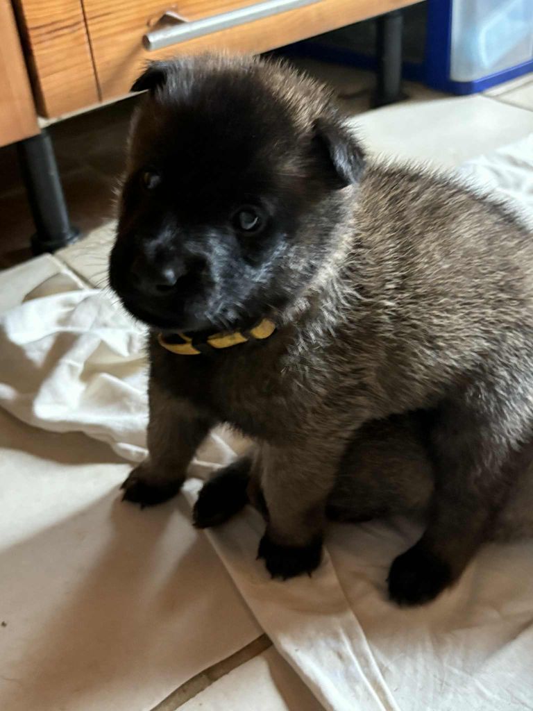 maski du van lappeenranta - Chiots disponibles - Berger Belge