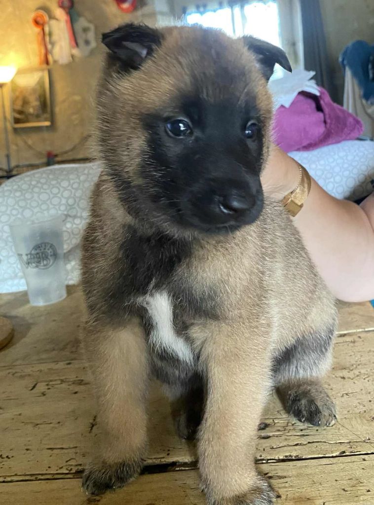 maski du van lappeenranta - Chiots disponibles - Berger Belge