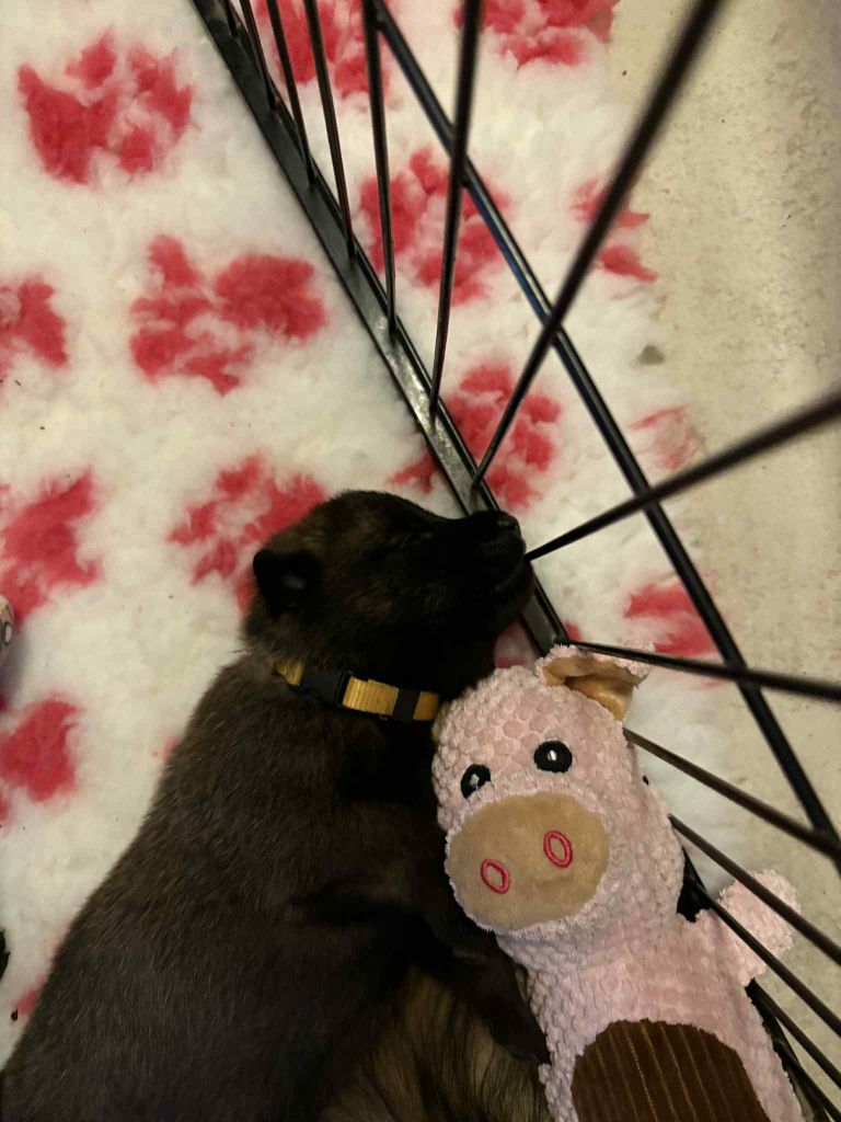 CHIOT 11