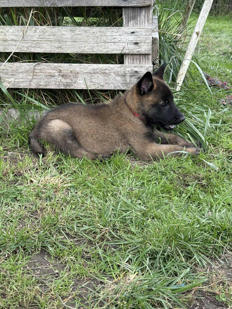 maski du van lappeenranta - Chiots disponibles - Berger Belge