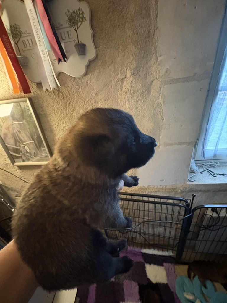 CHIOT 2 
