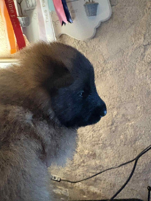 CHIOT 1