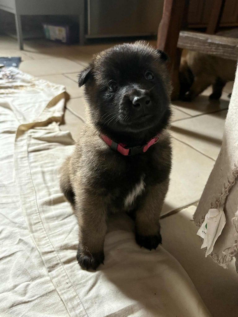 maski du van lappeenranta - Chiots disponibles - Berger Belge