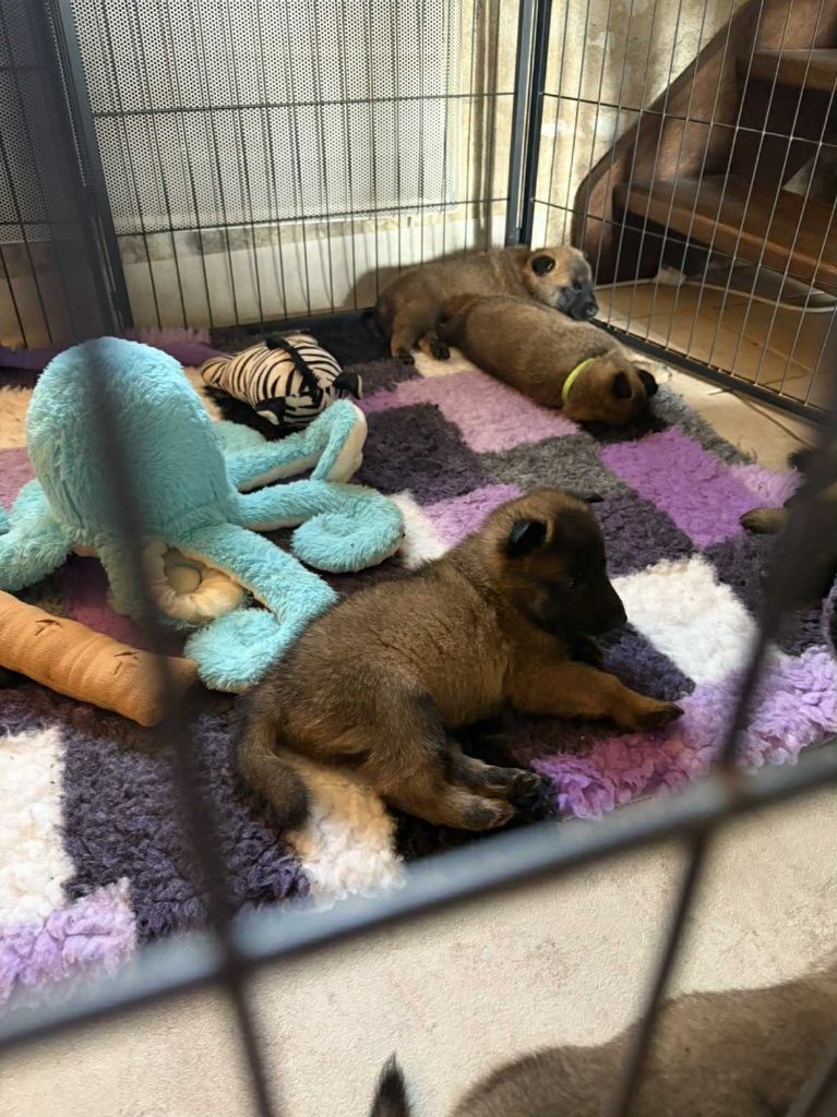 maski du van lappeenranta - Chiots disponibles - Berger Belge