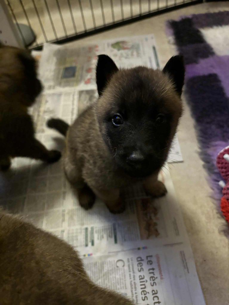 maski du van lappeenranta - Chiots disponibles - Berger Belge