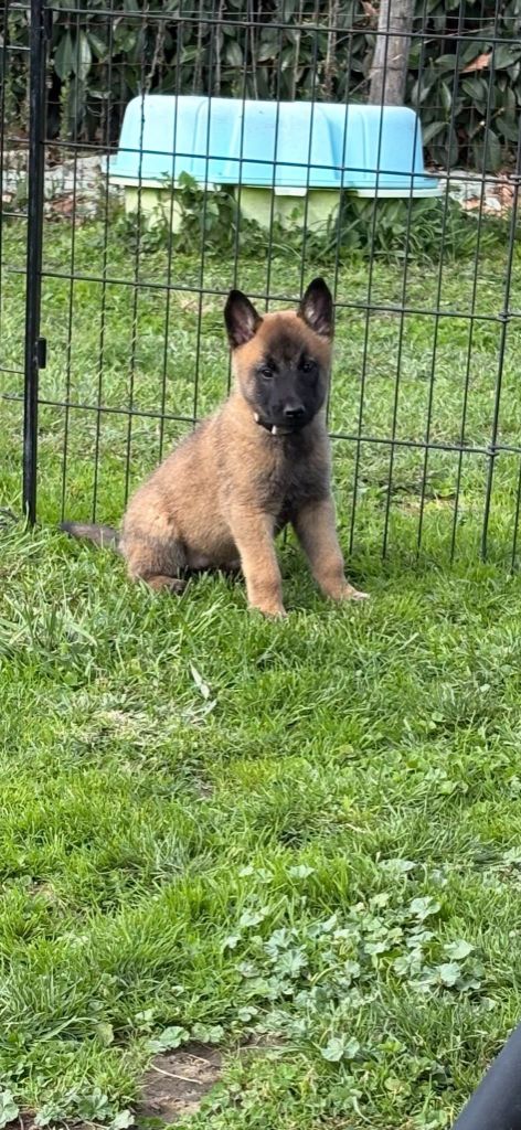 maski du van lappeenranta - Chiots disponibles - Berger Belge
