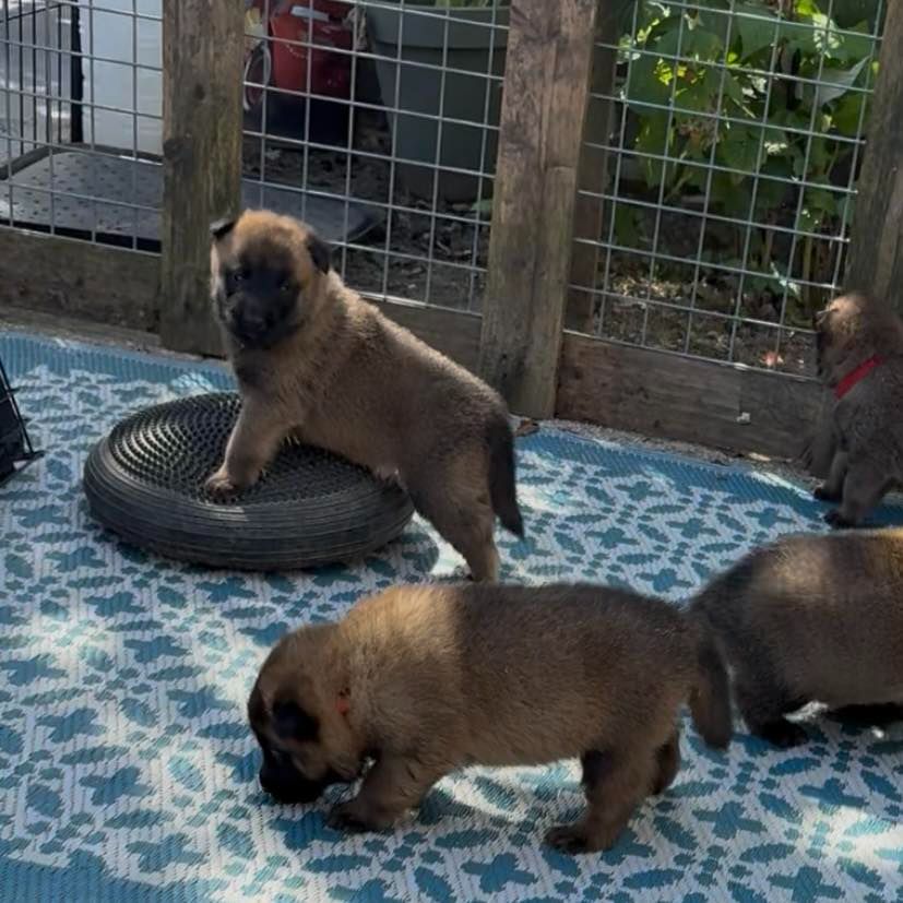Chiot Berger Belge maski du van lappeenranta