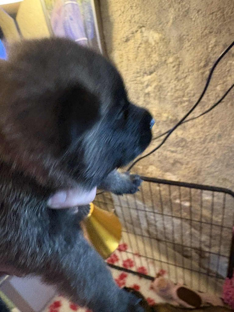 CHIOT 6
